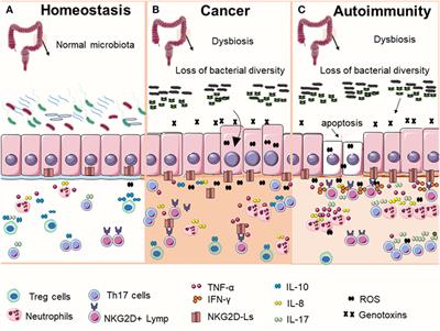 Sensing Bacterial-Induced DNA Damaging Effects via Natural Killer Group 2 Member D Immune Receptor: From Dysbiosis to Autoimmunity and Carcinogenesis